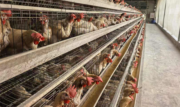 0642898061517EA29BCB0AA3028_0A4DD1F9_6FAB2